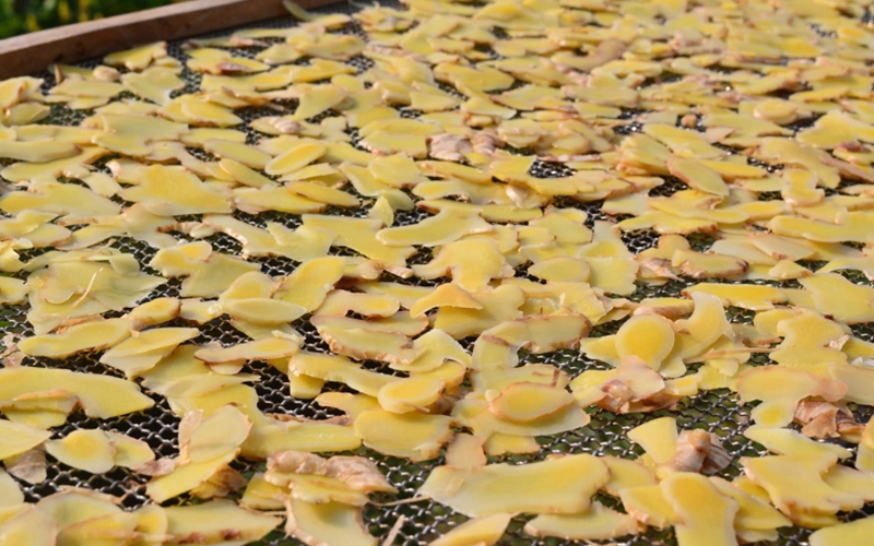 drying ginger in the sun