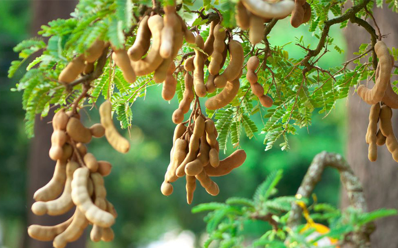 What Is Tamarind, and Why Is It Special?