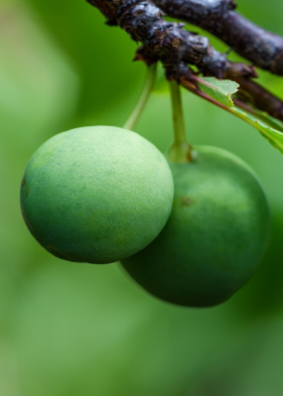 Subscription background